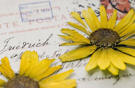 pressed yellow flowers on old handwritten postcardの写真素材