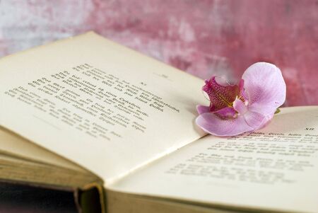 pink orchid flower on old bookの写真素材