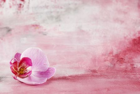 pink orchid flower の写真素材