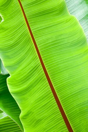 close up of fresh green palm leafの写真素材