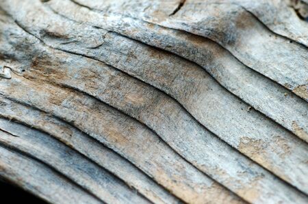 driftwood, washed out from the seaの写真素材