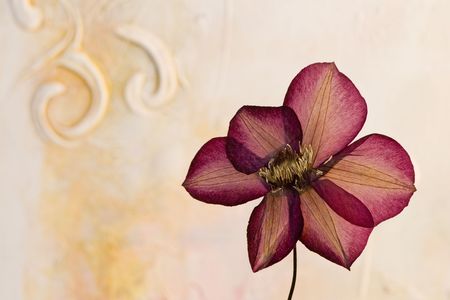 pressed clematis flower in front of artwork background, artwork is created and painted by myself の写真素材