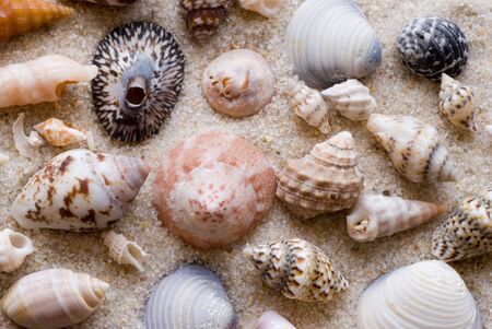 close up of sea shells on the beach