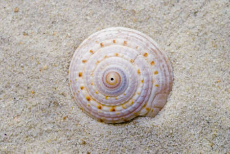 close up of sea shell