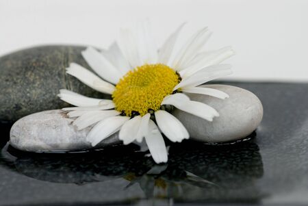 little daisy flowerの写真素材