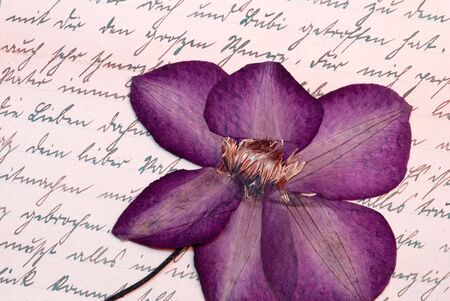 pressed clematis flower on old handwritten letter の写真素材
