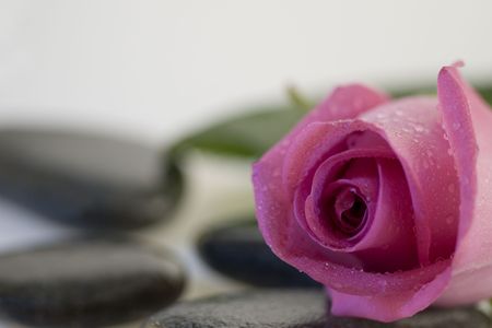 pink rose and gray stoneの写真素材