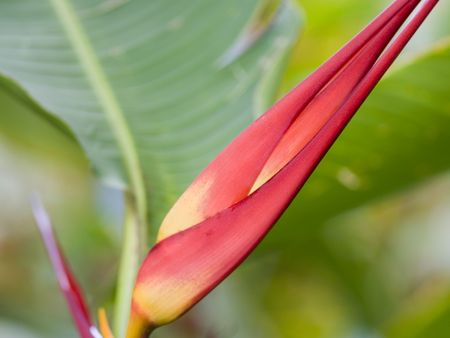 Colorful flower in rainforrest, Tropical Queensland/Australia