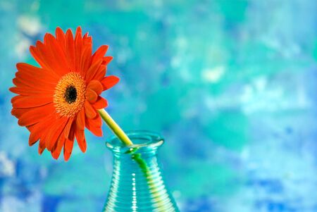 red gerbera daisy in a vase, in front of blue backgroundの写真素材