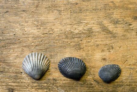 3 Shells on driftwoodの写真素材