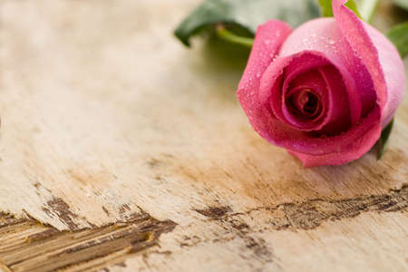 pink rose on driftwood plankの写真素材