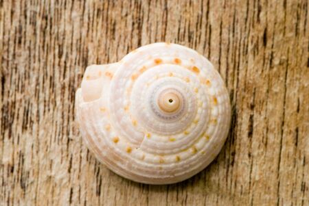 close up of single shell on driftwoodの写真素材