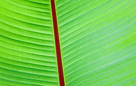 close up of fresh green palm leafの写真素材