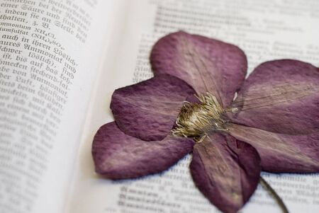 pressed clematis flower in old book の写真素材