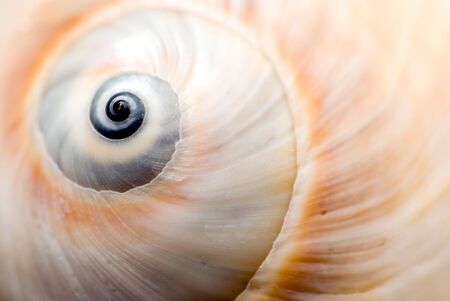 close up of snail shellの写真素材