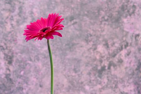  single pink Gerbera daisyの写真素材