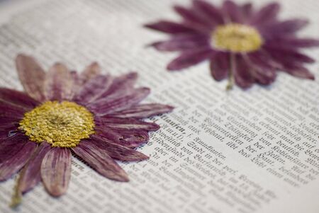 pressed aster flower in old bookの写真素材
