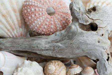 still-life with shells and driftwoodの写真素材