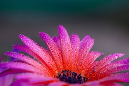 Close up of colorful flower with raindropsの写真素材