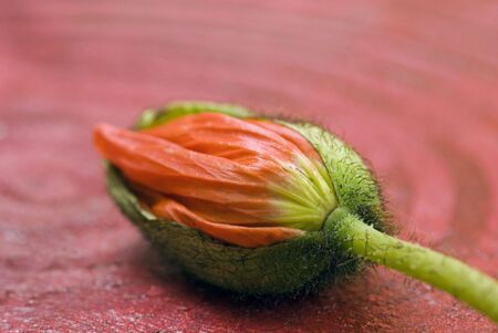 poppy flower on painted backgroundの写真素材