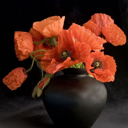 Bunch of red poppy flower in black vaseの写真素材