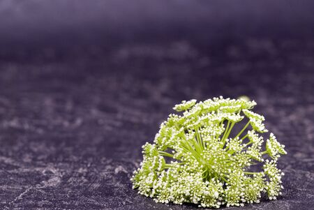 Parsley weed flowerの写真素材