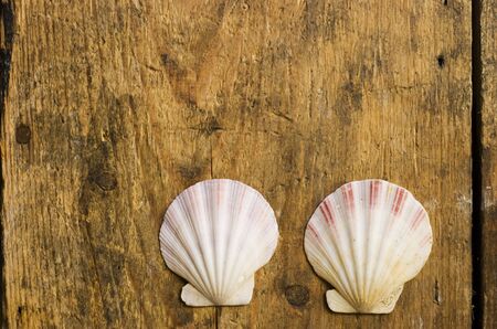 two Shells on driftwoodの写真素材