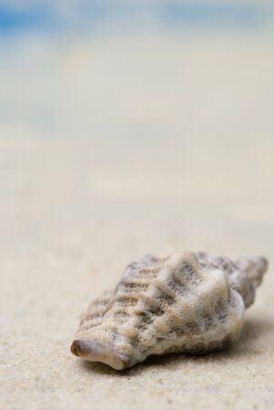  single shell in sand with copy space