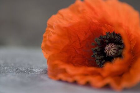 Poppy flowerの写真素材