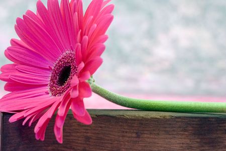 single pink Gerbera daisyの写真素材