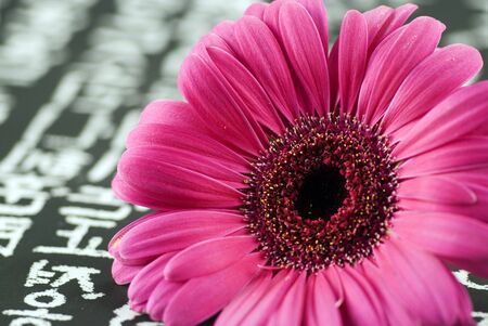 pink gerbera-daisy on chinese writing backgroundの写真素材