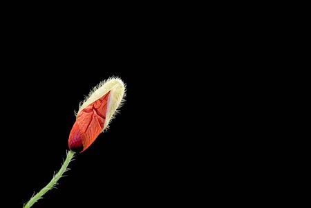 Poppy flower bud on black backgroundの写真素材