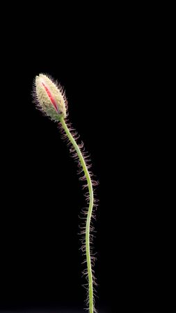 Poppy flower bud on black backgroundの写真素材