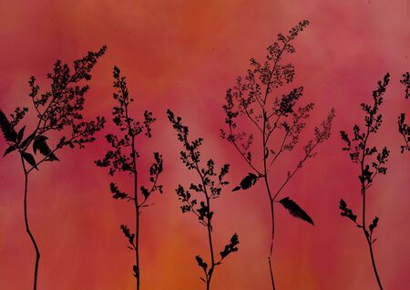 digital created illustration with wildflower silhouettesの写真素材