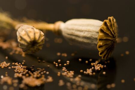 close up of poppy flower capsula and seedの写真素材