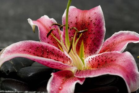 pink lily flower with black pebbleの写真素材