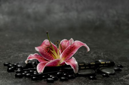 pink lily flower with black pebbleの写真素材