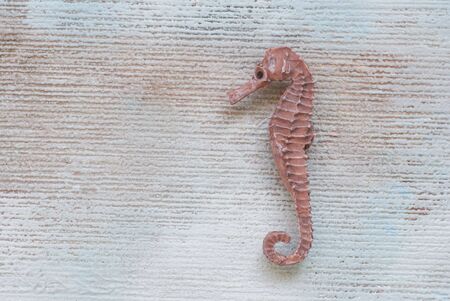 sea horseの写真素材