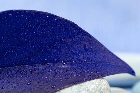 close up of blue leafの写真素材