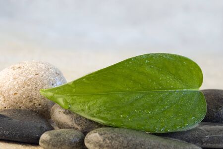 close up of fresh green leafの写真素材