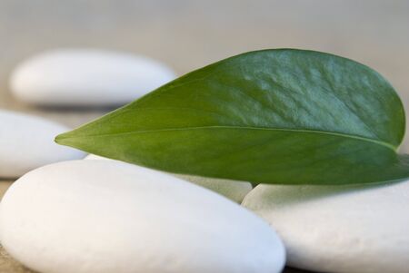 close up of fresh green leafの写真素材