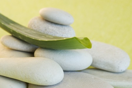 Aloe Vera の写真素材