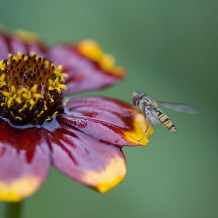 Close up of flowerの写真素材