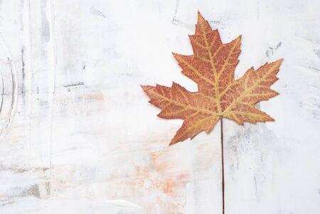 pressed leaf on textured backgroundの写真素材