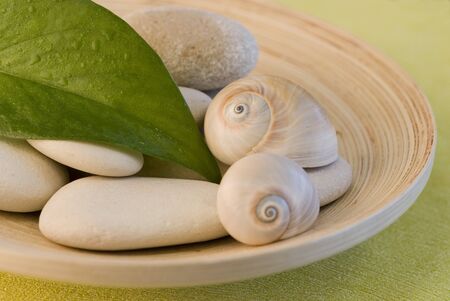 snail shell and pebble still life