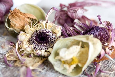 still life with dry flowers and petalsの写真素材