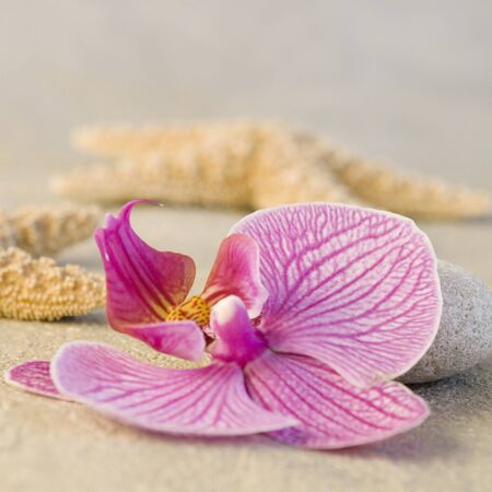 still life with starfish and orchid flowerの写真素材
