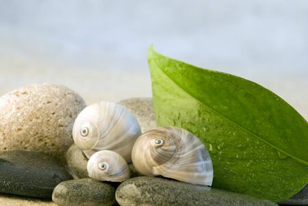 snail shell and pebble still lifeの写真素材