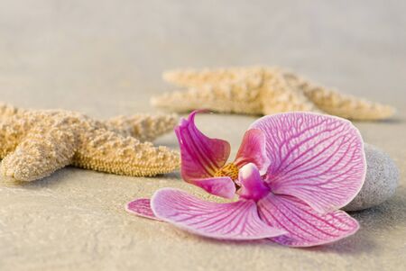 still life with starfish and orchid flowerの写真素材