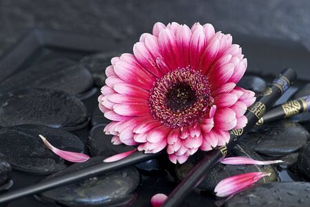 pink gerbera daisy with chopsticksの写真素材